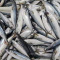 New Landing Frozen Pacific Mackerel Fish 200-300g